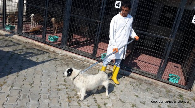481 sokak hayvanı kısırlaştırıldı 353 sokak Hayvanının Tedavisi Yapıldı