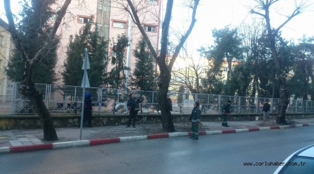 Ağaç Budama Çalışmaları Devam Ediyor