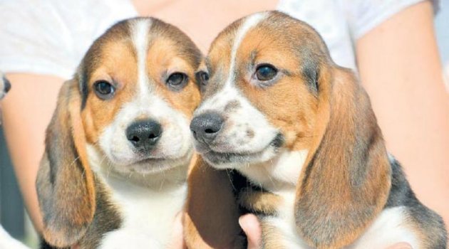 Dünyanın ilk tüp köpekleri
