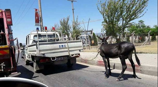Eşeğe işkenceye skandal ceza