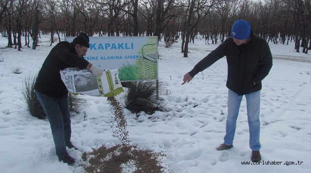 Kapaklı Belediyesi Sokak Hayvanlarını Unutmadı
