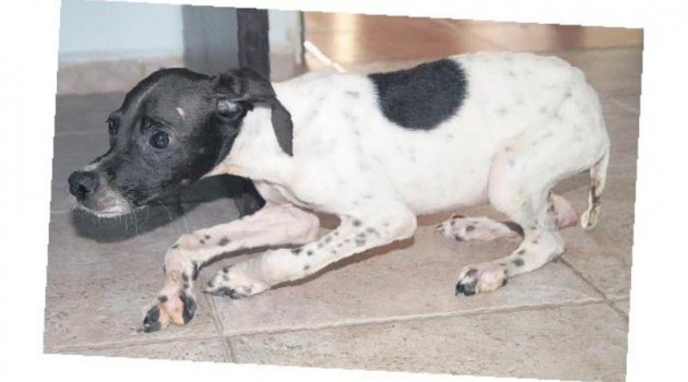 Ölüme terk edilen yavru köpek Amerika yolcusu