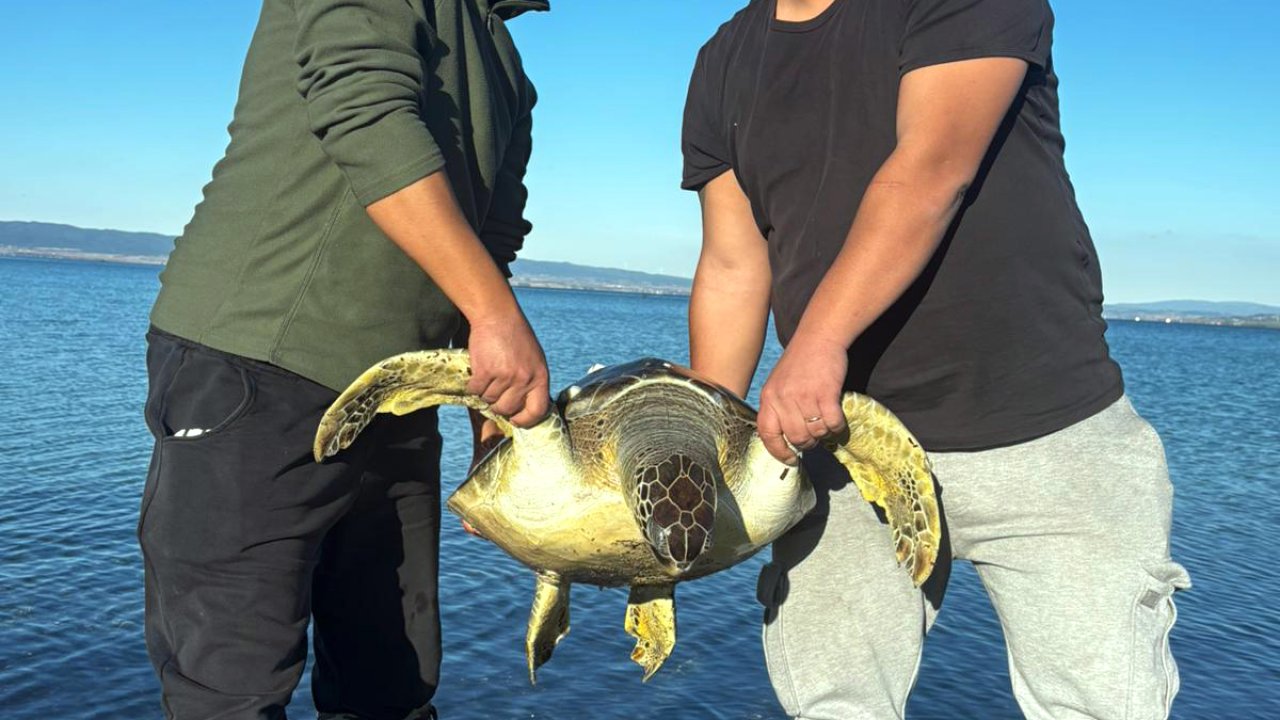 1 metre boyundaki 50 kiloluk caretta kıyıda ölü bulundu
