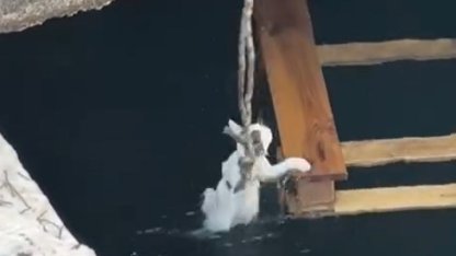 Denize düşen yavru kediler halat ve kayıkla kurtarıldı; o anlar kamerada