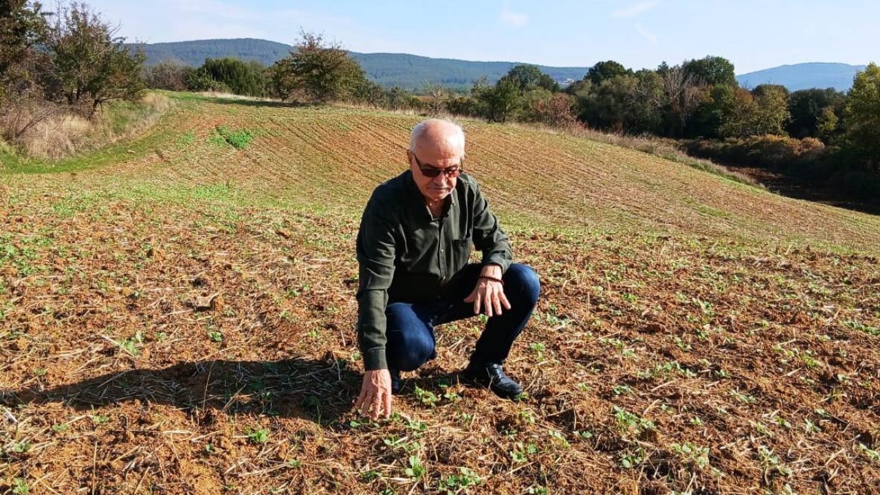 Edirne’de kanola ekilişleri başladı