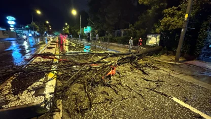 Edirne’de kuvvetli yağış sırasında ağaç yola devrildi