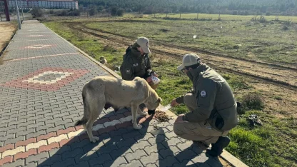 HAYDİ ekipleri, sokak hayvanları için mama bıraktı