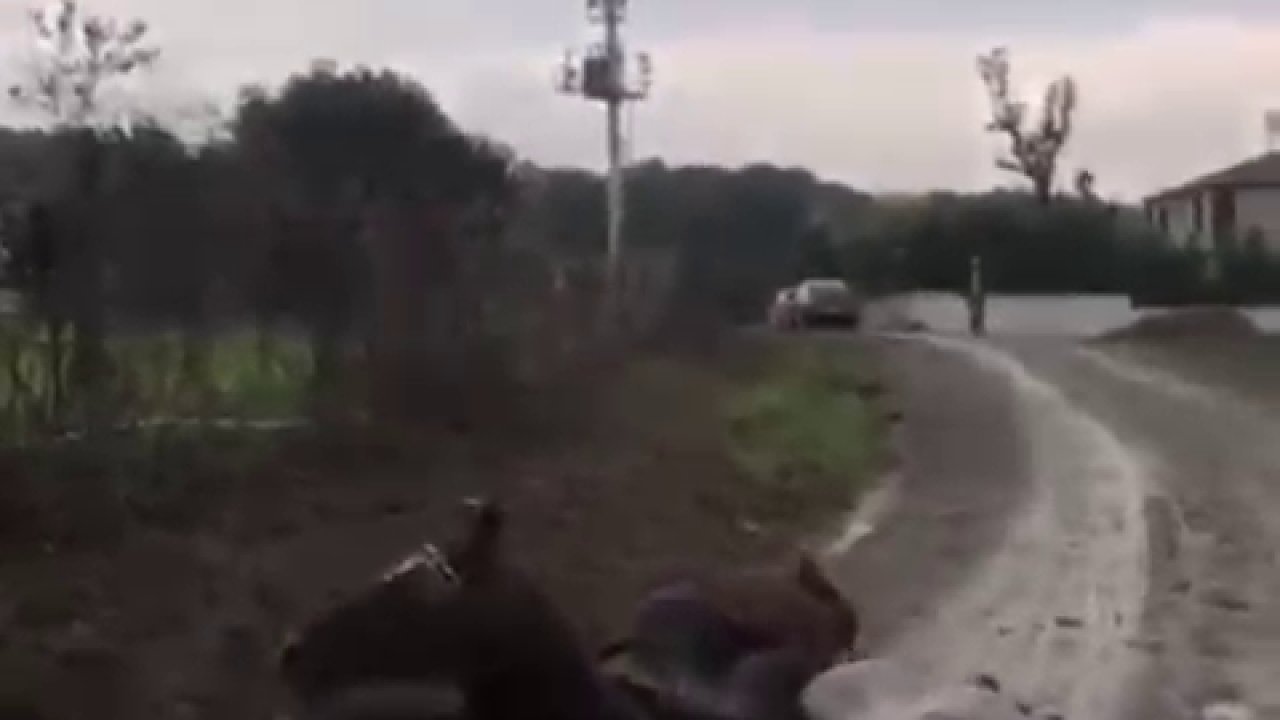 Kaçak çekilen elektrik hatında akıma kapılan 2 attan 1'i öldü / Video eklendi