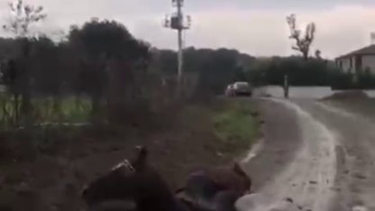 Kaçak çekilen elektrik hatında akıma kapılan 2 attan 1'i öldü / Video eklendi