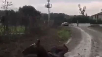 Kaçak çekilen elektrik hatında akıma kapılan 2 attan 1'i öldü / Video eklendi