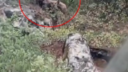 Kepçe operatörü ormanda ayı görüntüledi; kaymakamlık uyarı yaptı