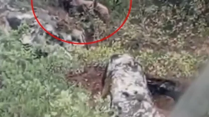 Kepçe operatörü ormanda ayı görüntüledi; kaymakamlık uyarı yaptı