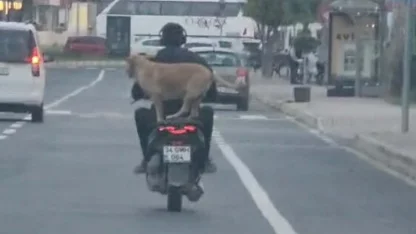 Motosiklet üzerinde köpeğiyle yolculuk yaptı; o anlar kamerada