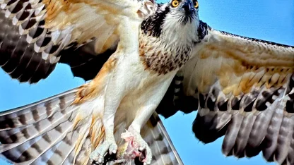 Suya dalabilen tek yırtıcı kuş olan ‘balık kartalı’, Uluabat Gölü’nde görüntülendi