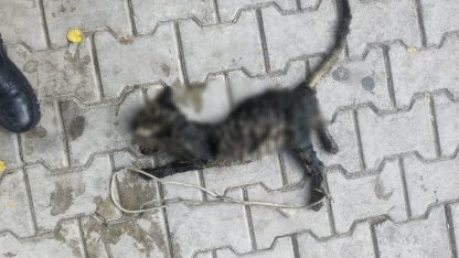 Yavru kediyi ayaklarını bağlayıp denize atmışlar