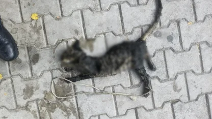 Yavru kediyi ayaklarını bağlayıp denize atmışlar