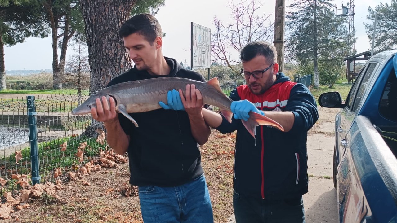 Ağlarına takılan nesli tükenme tehlikesindeki ‘mersin balığı’nı yetkilere teslim etti