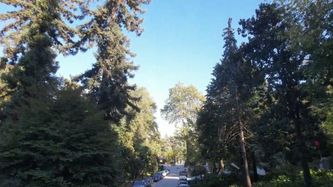 Atatürk&#039;ün mirası 96 yıllık arboretum, ziyaretçilerini etkiliyor