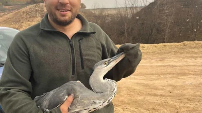 Ayağına misina dolanan mavi balıkçıl kuş kurtarıldı