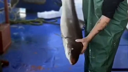 Balıkçı, ağına takılan camgöz köpek balığını yeniden suya bıraktı