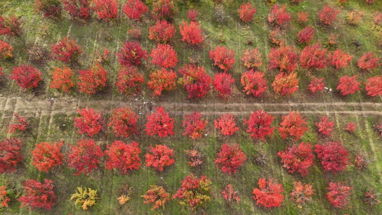 Bursa’daki meyve bahçeleri, sonbahar renklerine büründü