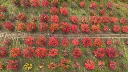 Bursa’daki meyve bahçeleri, sonbahar renklerine büründü