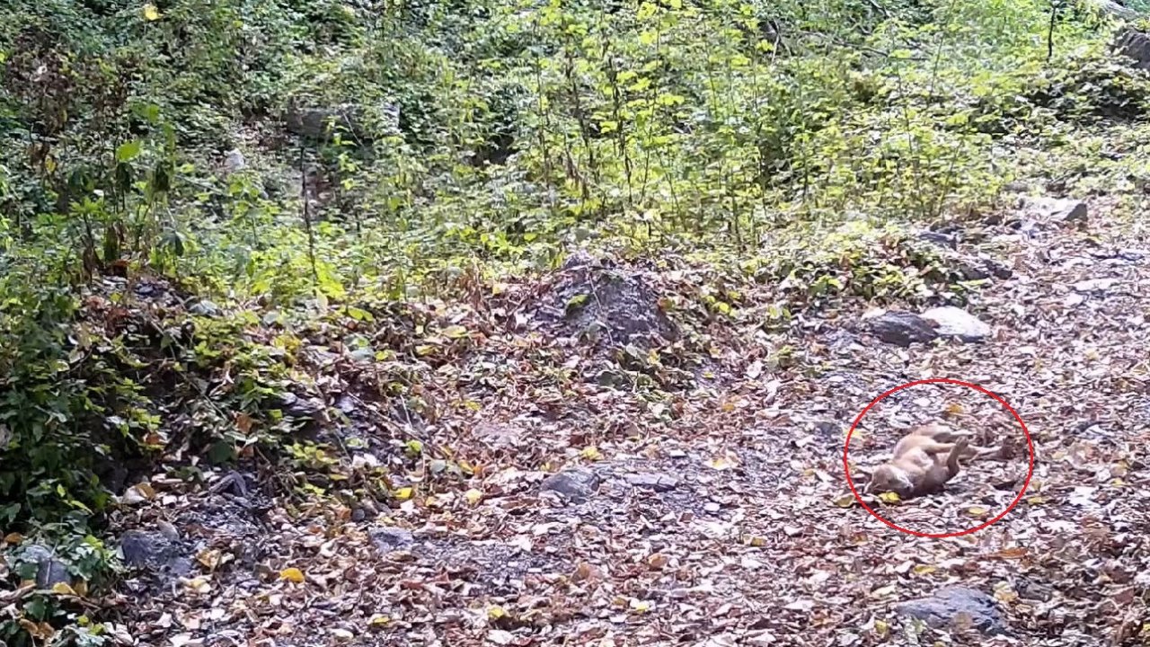 Çakal, fotokapana yakalandı