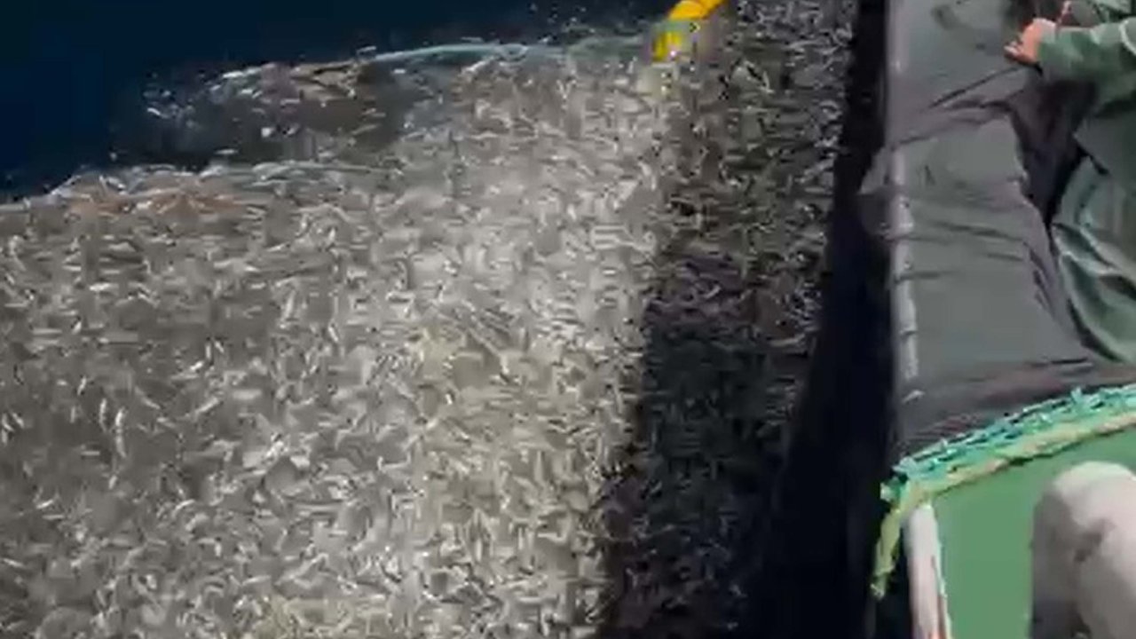 Çanakkale&#039;de balıkçılar, avladıkları yüzlerce kasa yavru balığı denize bıraktı