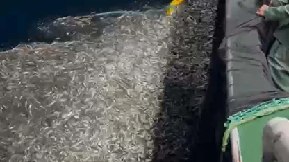 Çanakkale'de balıkçılar, avladıkları yüzlerce kasa yavru balığı denize bıraktı