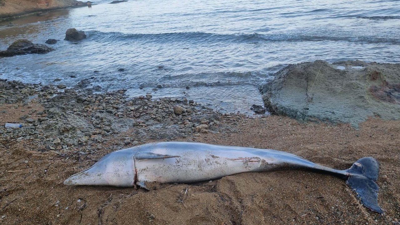 Çanakkale&#039;de ölü yunus kıyıya vurdu