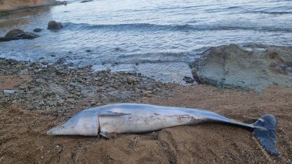 Çanakkale'de ölü yunus kıyıya vurdu