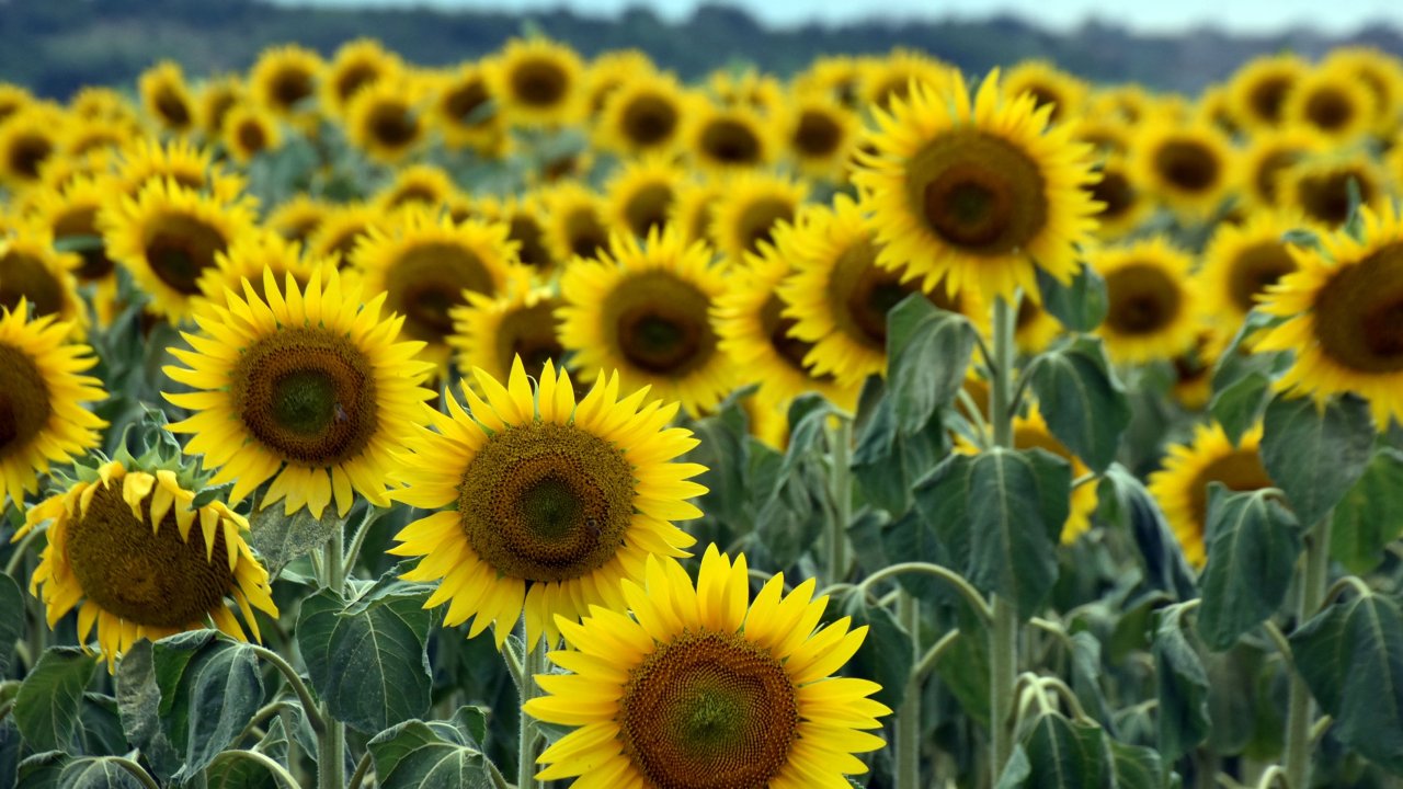 Edirne&#039;de kuraklık nedeniyle üretici ayçiçeğinden uzaklaşıp, buğday ekimine yöneldi