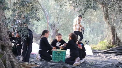 Edremit’te öğrencilerden zeytin hasadı