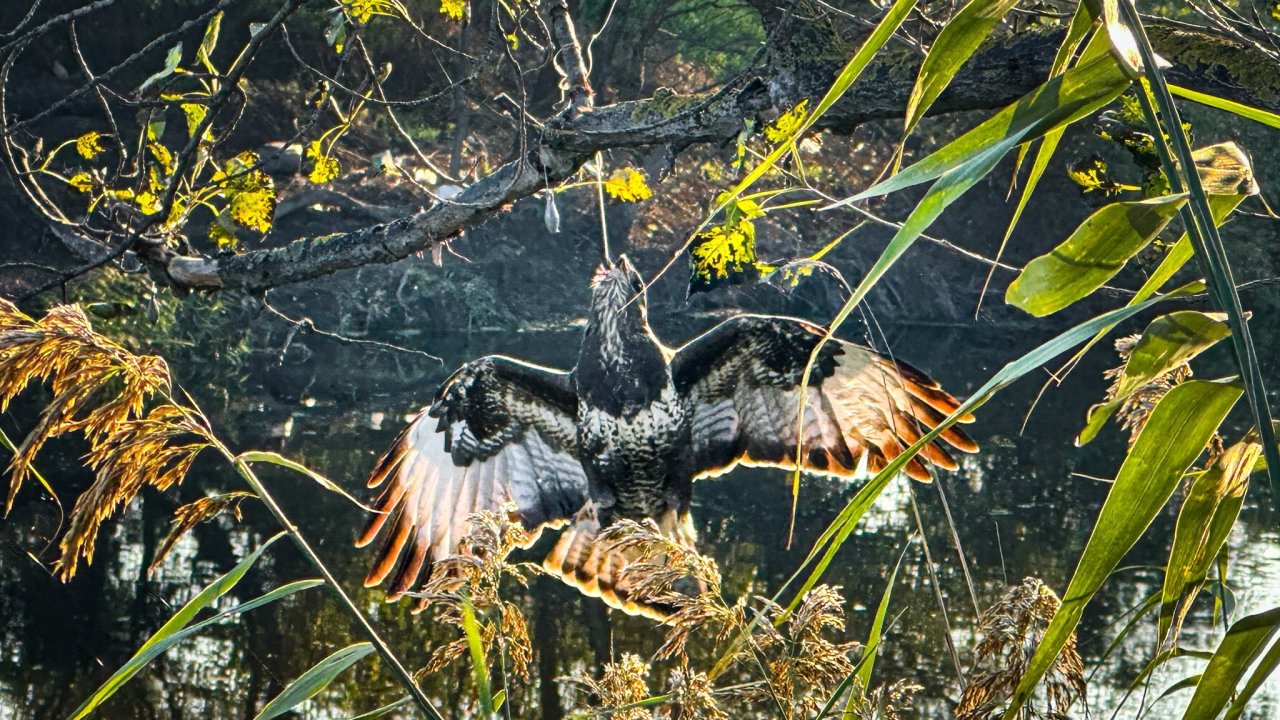 Gagasına olta takılı halde ağaca asılı kalan şahin kurtarıldı