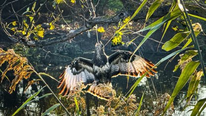 Gagasına olta takılı halde ağaca asılı kalan şahin kurtarıldı