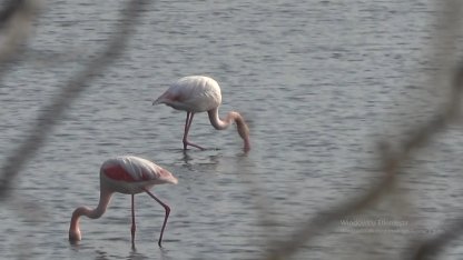 Hersek Lagünü'nün gözde misafirleri flamingolar