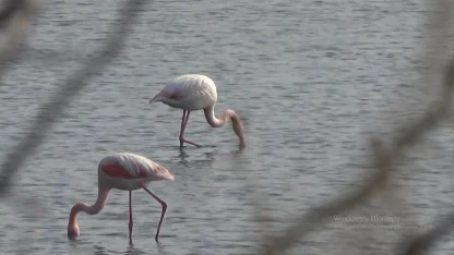 Hersek Lagünü'nün gözde misafirleri flamingolar