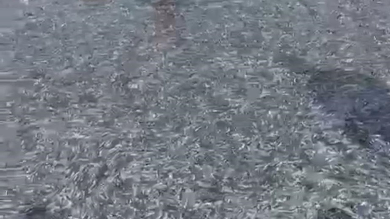 İznik Gölü&#039;nde tek seferde 21 ton gümüş balığı yakalandı