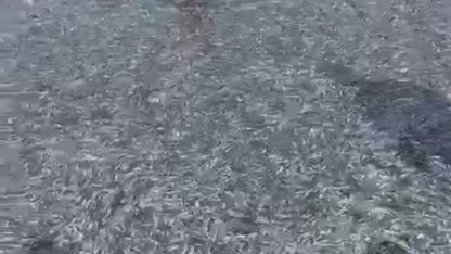 İznik Gölü'nde tek seferde 21 ton gümüş balığı yakalandı