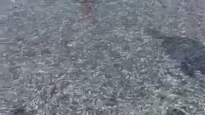 İznik Gölü'nde tek seferde 21 ton gümüş balığı yakalandı