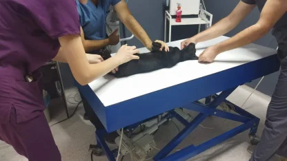 Kedileri av tüfeği ile öldürdüğü iddia edilen komşu için hapis istemi