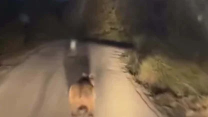 Köy yoluna inen ayı cep telefonu kamerasında