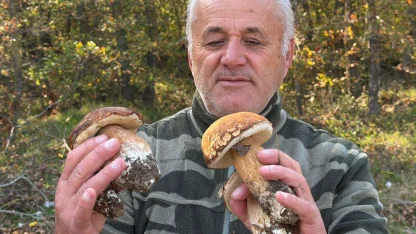 Kuraklık nedeniyle Istranca Ormanları’nda mantar popülasyonu azaldı, kilosu 500 TL’ye çıktı