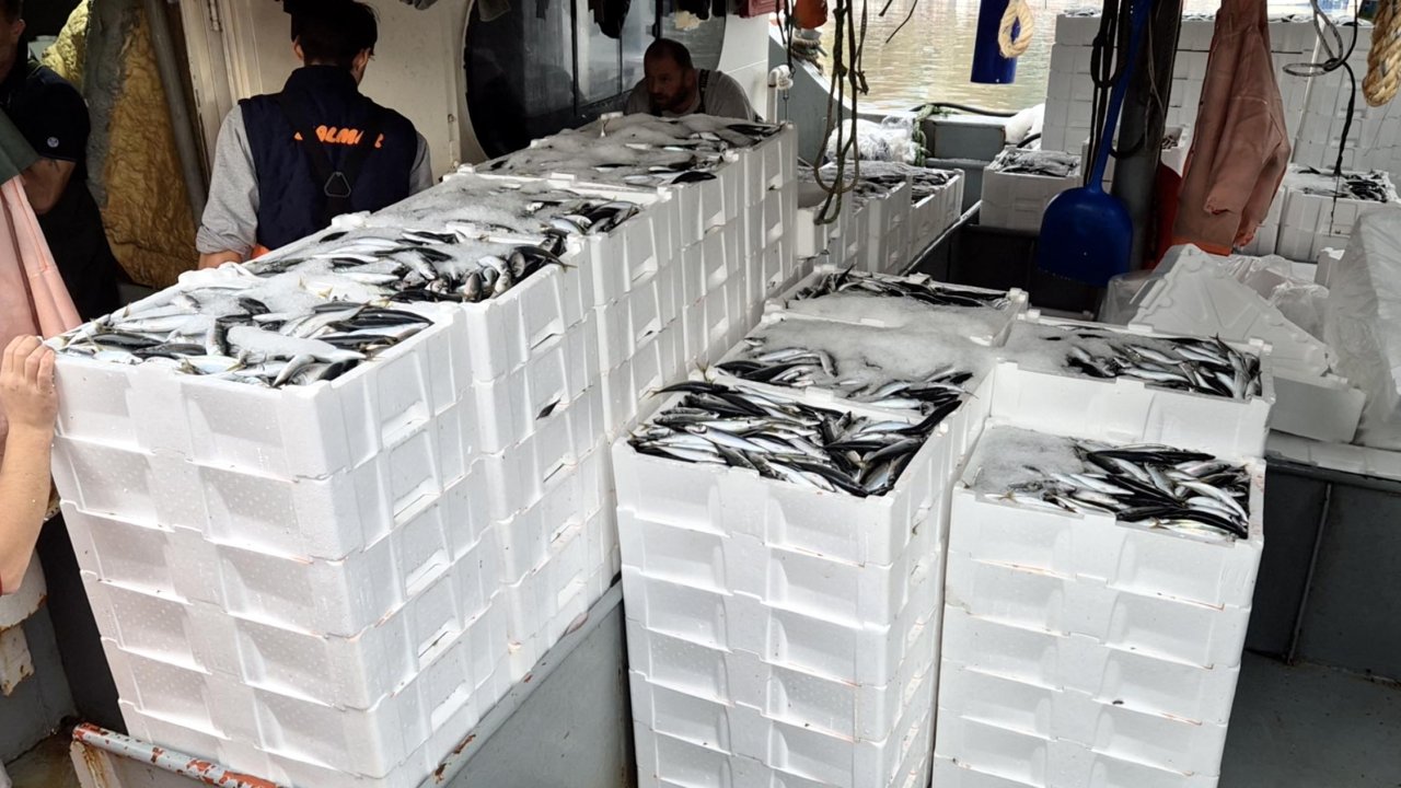 Marmara&#039;da lodos dindi; Tekirdağlı balıkçılar, 600 kasa balık avladı