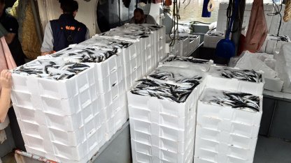 Marmara'da lodos dindi; Tekirdağlı balıkçılar, 600 kasa balık avladı