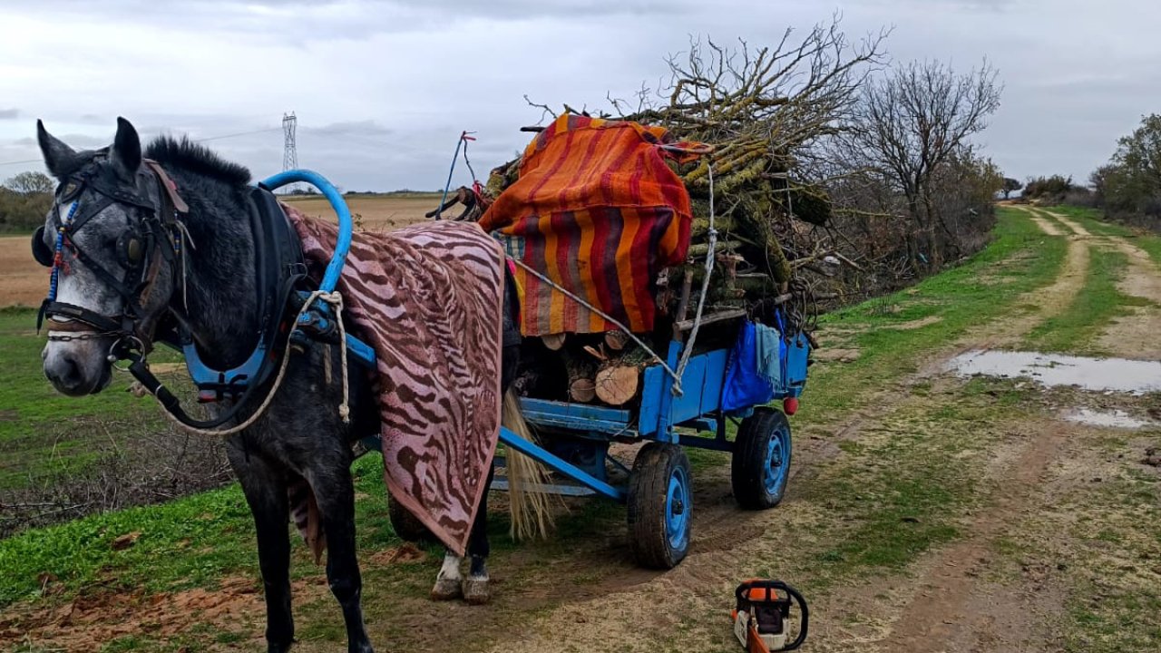 Meradan izinsiz ağaç kesen 2 şüpheli gözaltına alındı