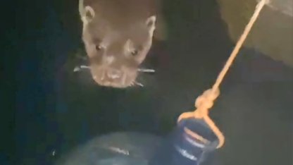 Nesli tükenmekte olan su samuru Sapanca gölünde görüntülendi