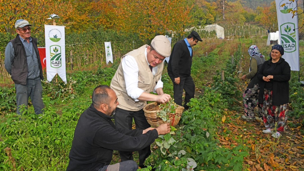 Osmangazi’de üzümsü meyvelerde organik tarım seferberliği