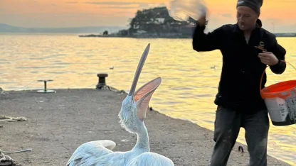 Sahile çıkan pelikanı, balıkla beslediler