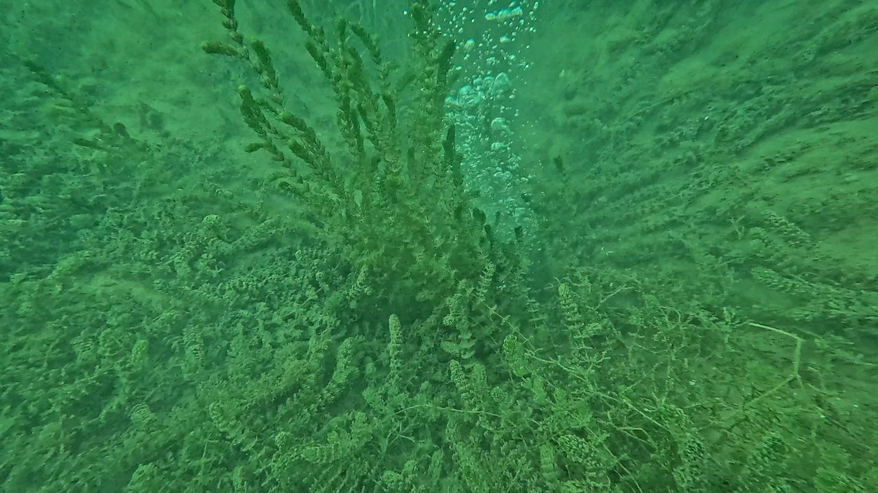 Sapanca Gölü&#039;ndeki kabarcıklar endişeye yol açtı; uzmanı nedenini açıkladı